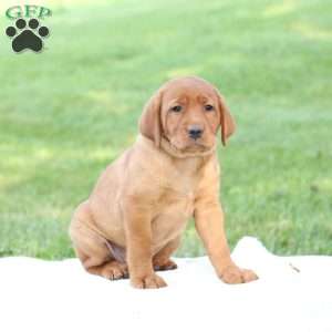 Denise, Fox Red Labrador Retriever Puppy